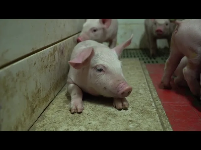 Alberta Pork Promo Reel